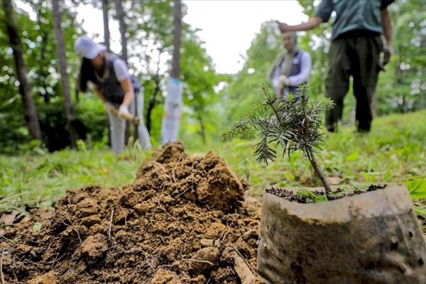 250 Trees Planted with Breathe into the Future